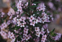 Eucacia Native Nursery plants