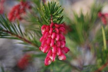 Eucacia Native Nursery plants