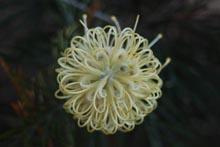 Eucacia Native Nursery plants