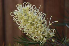 Eucacia Native Nursery plants