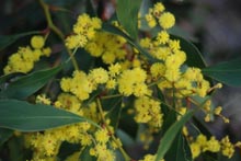 Eucacia Native Nursery plants