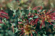 Eucacia Native Nursery plants