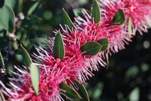 Eucacia Native Nursery plants