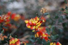 Eucacia Native Nursery plants