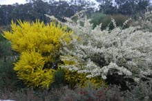 Eucacia Native Nursery plants