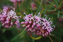 Eucacia Native Nursery plants