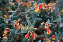 Eucacia Native Nursery plants