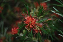 Eucacia Native Nursery plants