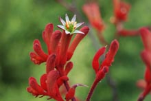 Eucacia Native Nursery plants