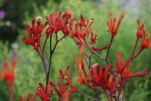 Eucacia Native Nursery plants