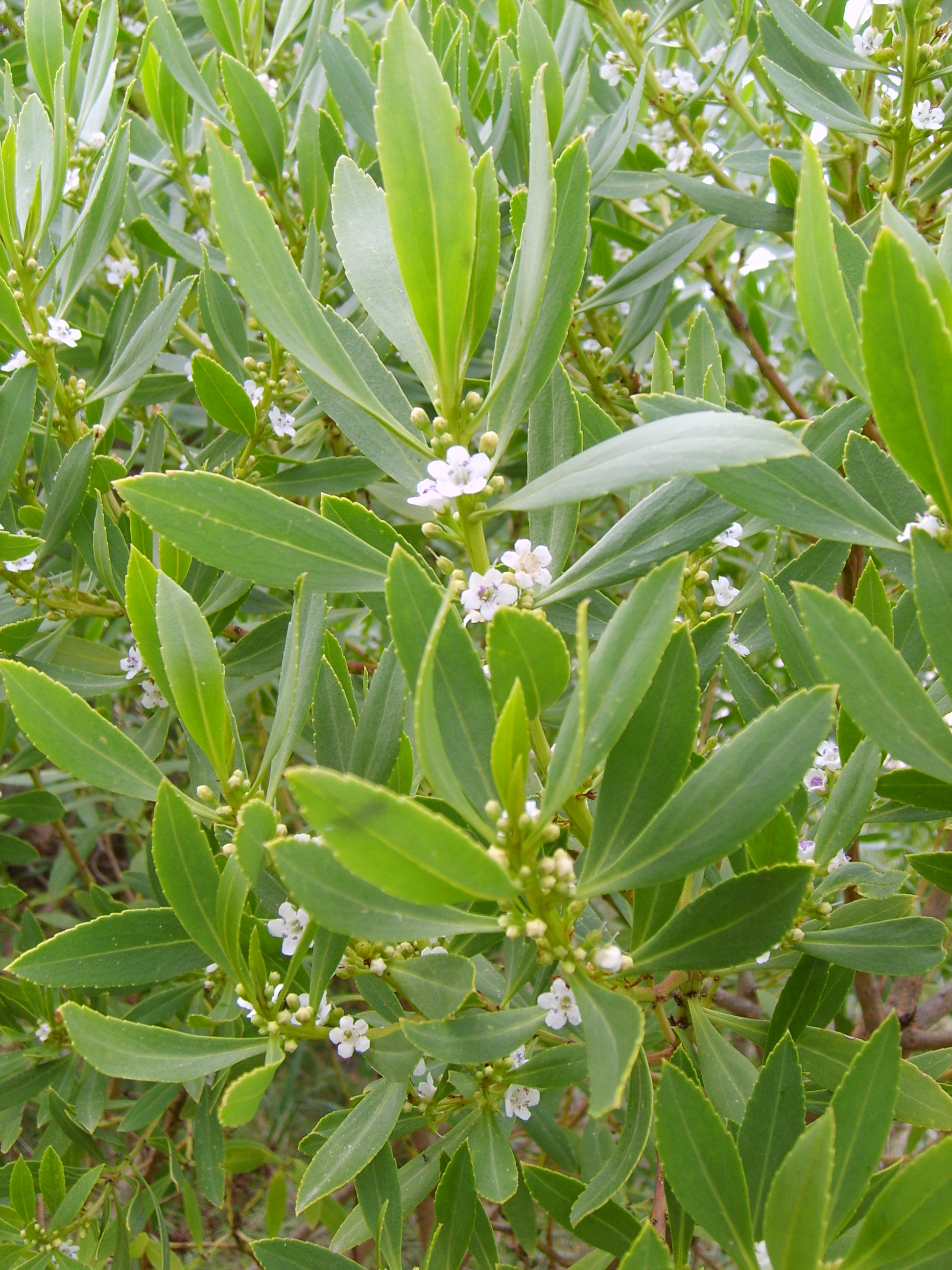 Myoporum+parvifolium+purpurea