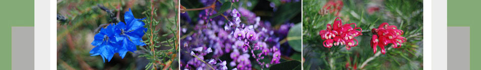 Eucacia Native Nursery