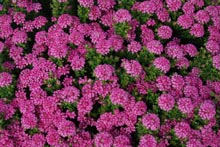 Eucacia Native Nursery plants