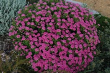 Eucacia Native Nursery Eucacia Native Nursery plants