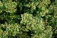 Eucacia Native Nursery Eucacia Native Nursery plants