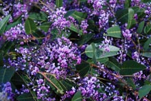 Eucacia Native Nursery plants