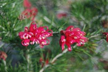 Eucacia Native Nursery Eucacia Native Nursery plants