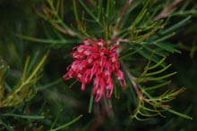 Eucacia Native Nursery plants